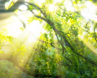 Der, hvor solen skinner ned